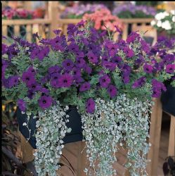 Easy Wave Blue Petunia